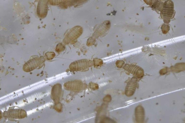 7 endroits les plus poussiéreux de la maison qui doivent être nettoyés en premier