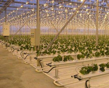 Lampes au sodium: variétés, paramètres techniques, champ d'application + règles de sélection