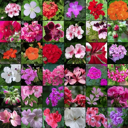 Géranium à la maison : ennemi dangereux ou plante inoffensive ?