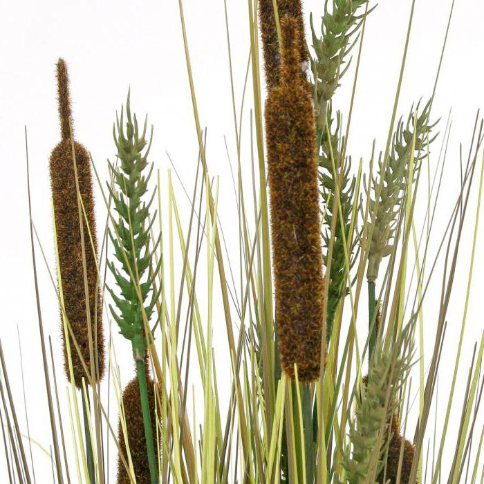 Grosse femme à la maison - signes et superstitions - mes règles