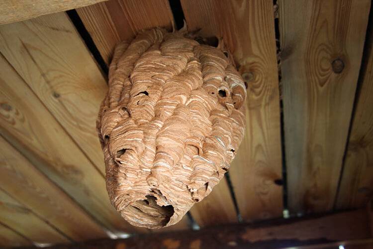 Comment se débarrasser d'un nid de frelons : des moyens simples et efficaces