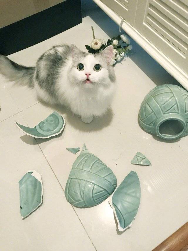 8 choses toxiques que vous pourriez avoir chez vous