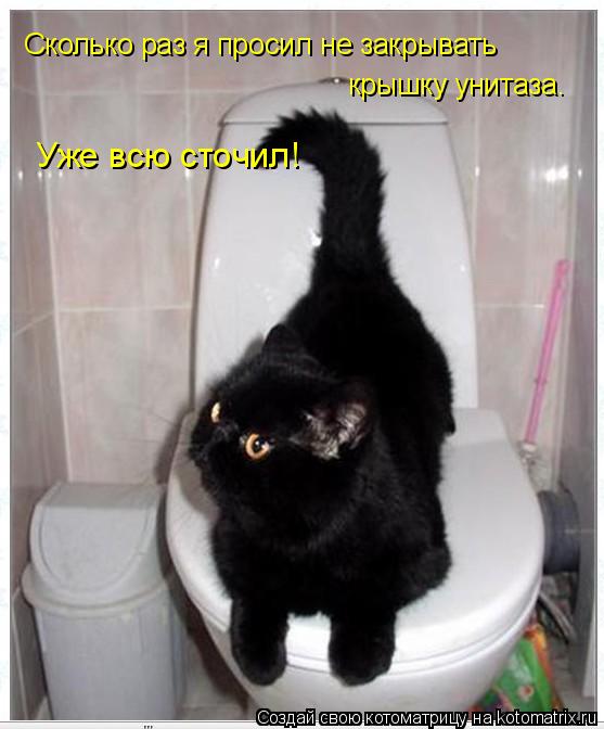 Ami ou ennemi dangereux : pourquoi le ficus ne doit pas être gardé à la maison