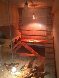 Chauffage d'un poulailler en hiver méthodes de chauffage et types de chauffage appropriés