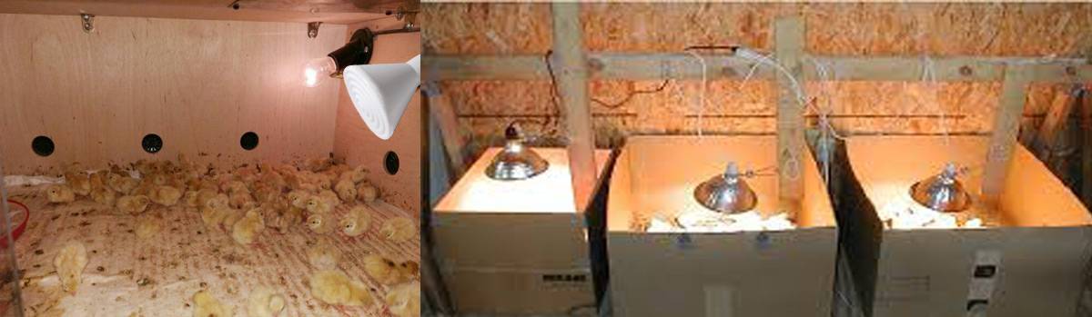 Couveuse pour poulets: comment le faire soi-même? 53 dessins photo et dimensions, tableau des températures pour la croissance des poulets de chair, options pour chauffer les poussins d'un jour, une boîte avec un thermostat