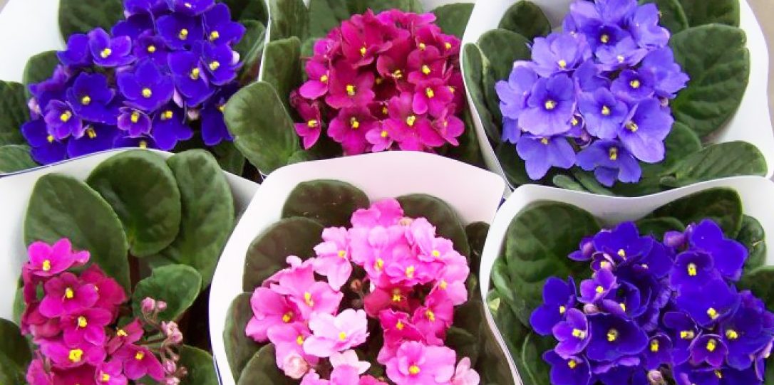 Informations importantes sur les violettes à la maison : est-ce bon ou mauvais ?