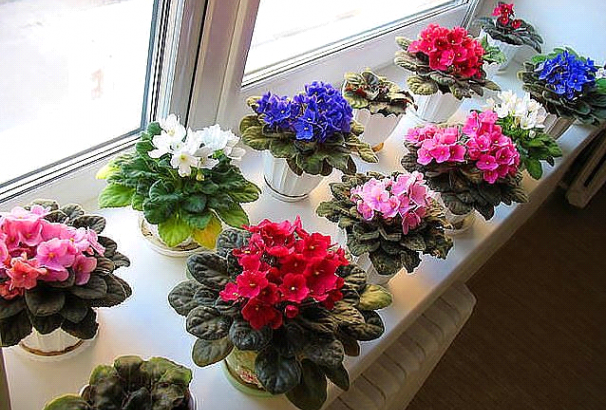 Pourquoi les violettes ne doivent pas être gardées à la maison : logique ou superstition ?