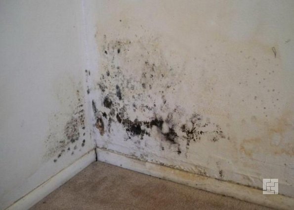 Comment se débarrasser de la moisissure dans la salle de bain : méthodes efficaces