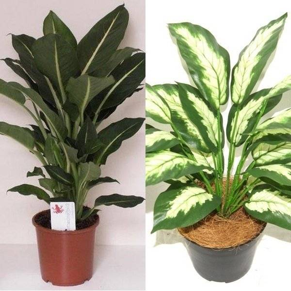 Est-il possible de garder des violettes à la maison (présages, superstitions et critiques) et de les donner à une fille célibataire, pourquoi ne pas les mettre dans la chambre, qu'apporteront ces fleurs d'intérieur selon les croyances populaires et où vaut-il mieux les cultiver dans un appartement?