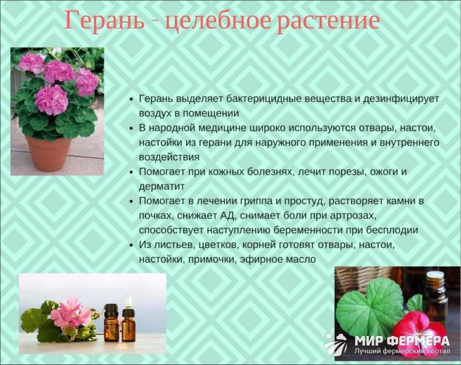 Violet dans la maison: signes et superstitions sur la fleur, signification dans les rêves