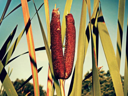 Pourquoi vous ne pouvez pas garder les roseaux à la maison : signes et bon sens