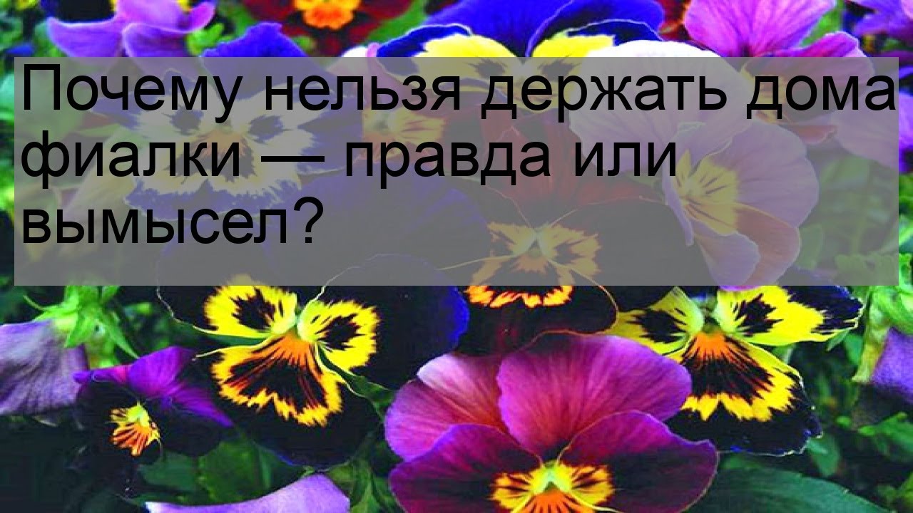 Peut ou ne peut pas garder les violettes à la maison et comment la plante affecte la vie personnelle