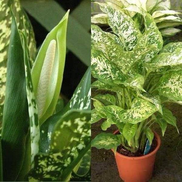 Violettes - fleurs de solitude? signes et superstitions sur les fleurs dans un appartement, est-il vrai que les saintpaulias d'intérieur ne peuvent pas être présentées, que signifient-elles selon les signes populaires pour les femmes et pourquoi fleurissent-elles?