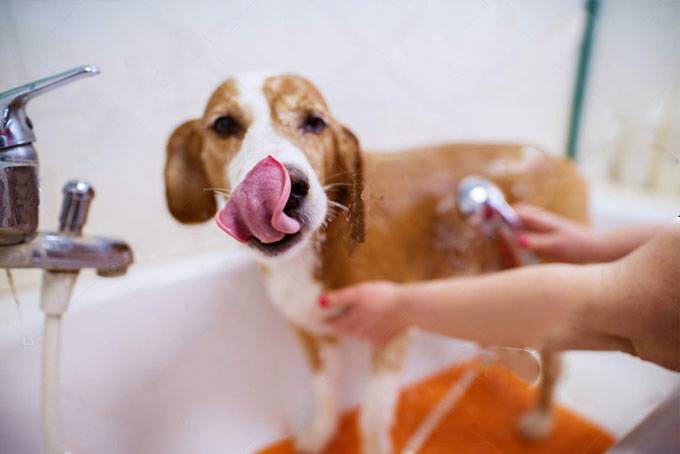 Comment choisir un robinet de salle de bain : aperçu des types et classement des meilleurs robinets
