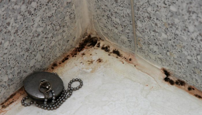 Moisissure noire dans la salle de bain : comment se débarrasser du champignon + des moyens efficaces pour combattre et prévenir