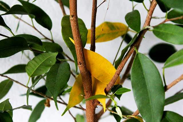 Comment humidifier l'air sans humidificateur dans un appartement en hiver: les meilleures options pratiques