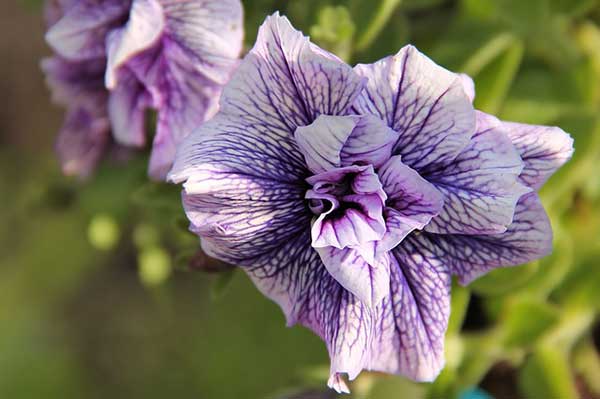 Géranium à la maison : ennemi dangereux ou plante inoffensive ?