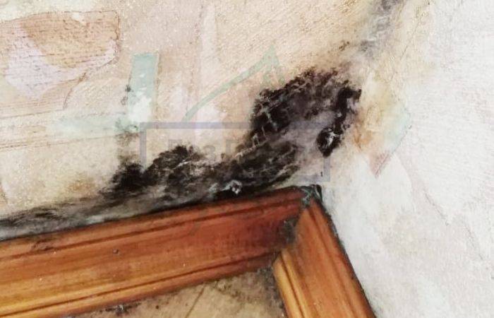 Pourquoi la moisissure est-elle dangereuse pour l'homme ?