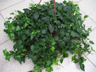 Géranium à la maison : ennemi dangereux ou plante inoffensive ?