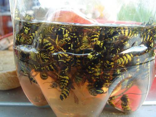 Quartier animé : pourquoi il ne faut pas détruire un nid de guêpes