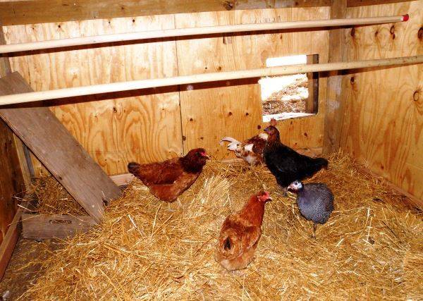 Isolation du poulailler pour l'hiver