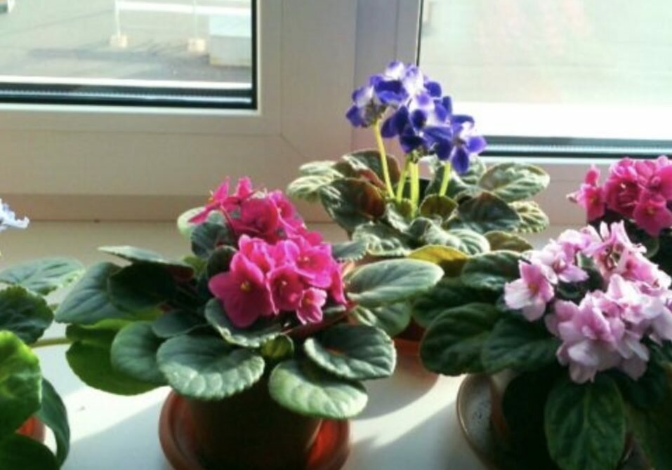 Est-il possible de garder un décembriste à la maison et d'avoir peur des signes terribles ?