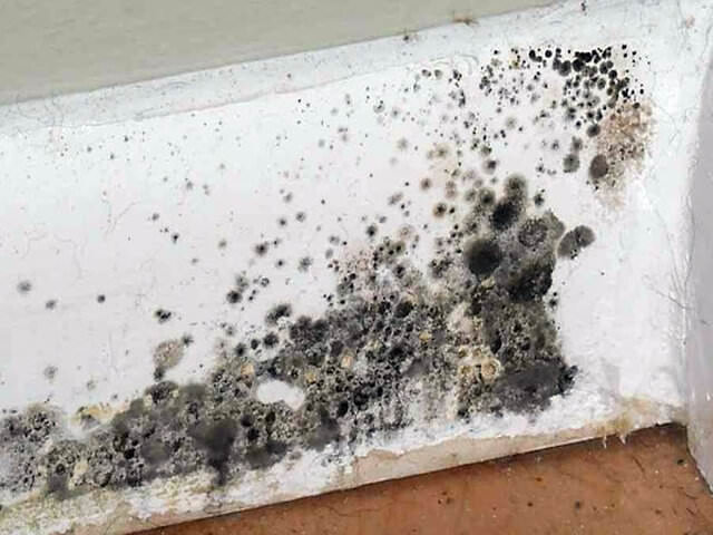 Moisissure noire dans une maison, un appartement : ce qui est dangereux, l'impact sur la santé, comment y faire face