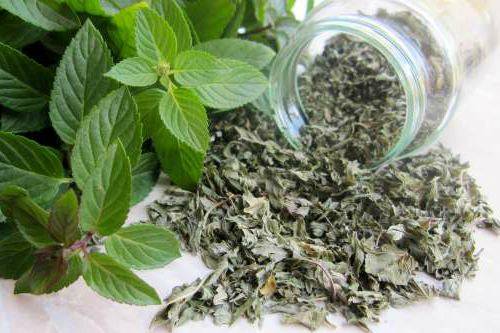 4 conseils pour utiliser la menthe pour garder votre maison fraîche