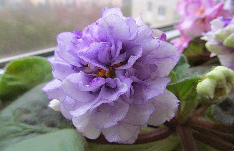 Violet dans la maison: signes et superstitions sur la fleur, signification dans les rêves