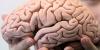 Le cerveau à la retraite : qu'arrive-t-il au cerveau avec l'âge ?