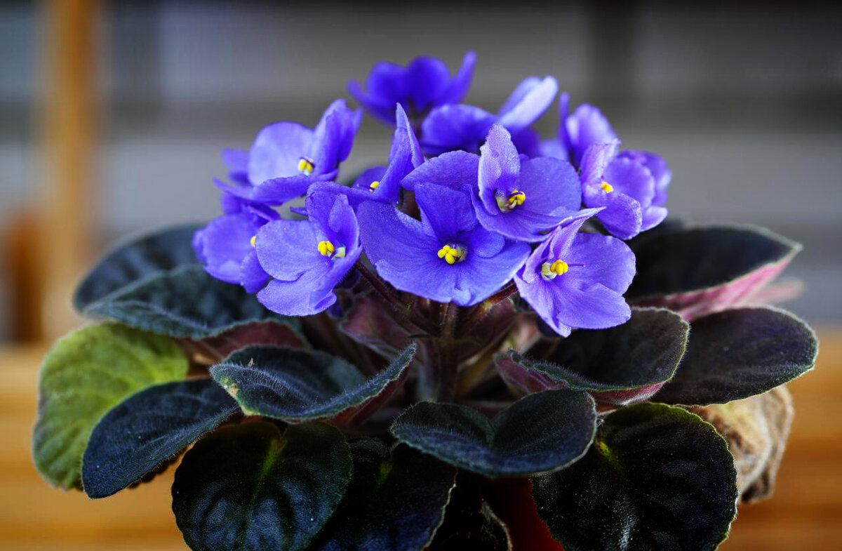 Est-il possible de garder des violettes à la maison: signes folkloriques et superstitions - effet des fleurs sur la maison et la santé.