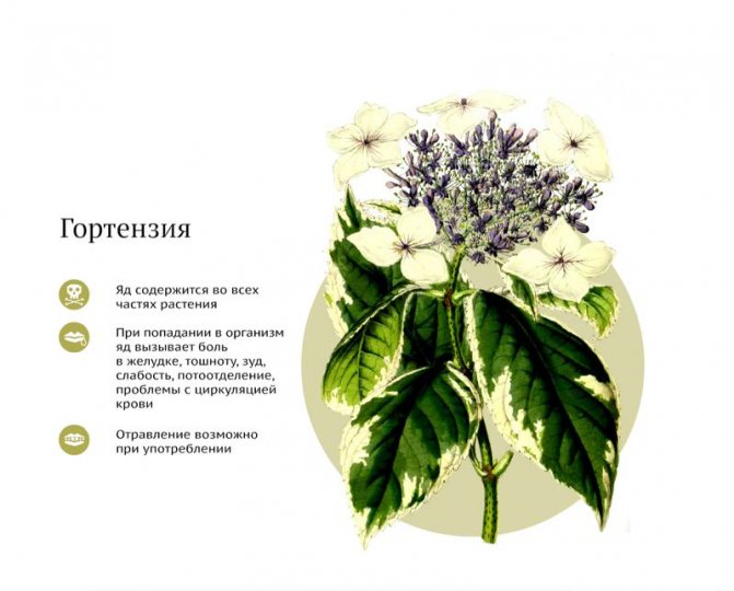 Les violettes sur le rebord de la fenêtre détruisent l'intimité ? Superstition ou vérité ? critiques de producteurs de violettes sur les mythes, pourquoi vous ne pouvez pas garder Saintpaulias à la maison