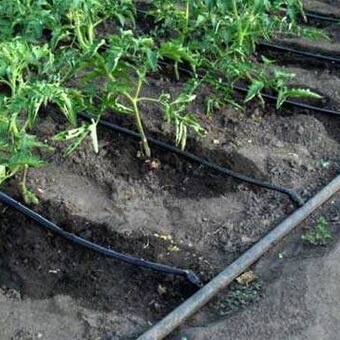 Comment faire un système d'irrigation goutte à goutte pour les arbres?