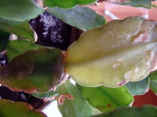 Comment obtenir une floraison abondante du Decembrist sans dépenser beaucoup d'efforts