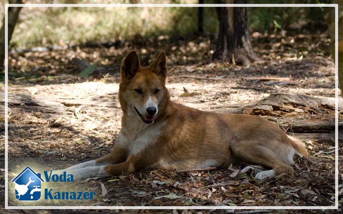 Comment puis-je trouver de l'eau sur le site pour le puits