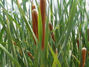 Pourquoi vous ne pouvez pas garder les roseaux à la maison : signes et bon sens