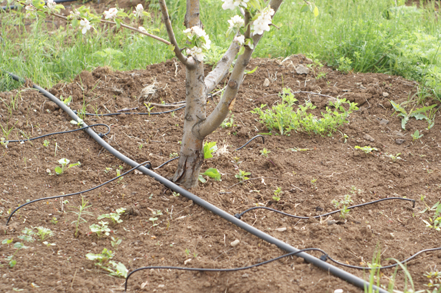 Comment faire l'irrigation goutte à goutte dans le pays
