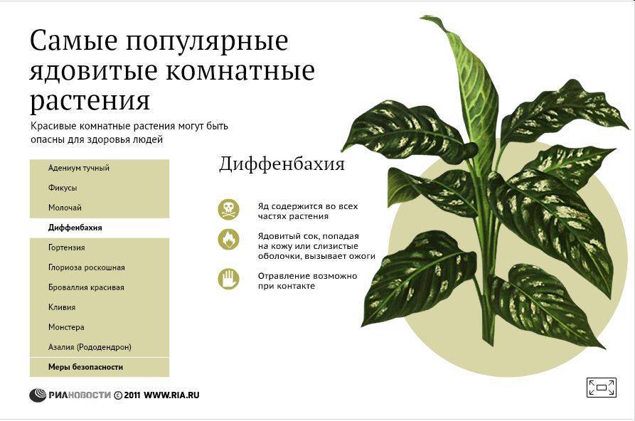 Myrte: signes et superstitions, est-il possible de garder une plante dans la maison, à qui la donner et quels rituels effectuer.