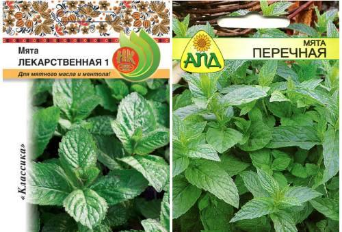 4 conseils pour utiliser la menthe pour garder votre maison fraîche