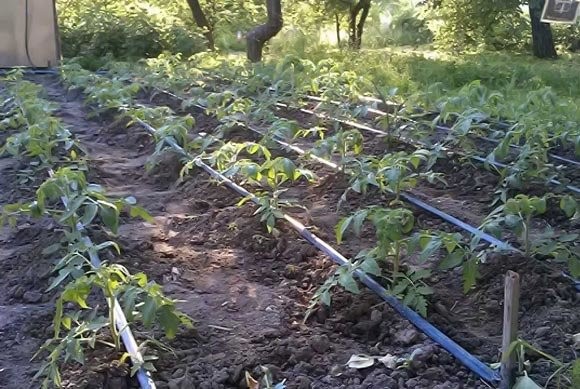 Tuyau pour irrigation goutte à goutte: sur quoi se concentrer lors du choix + règles pour travailler avec