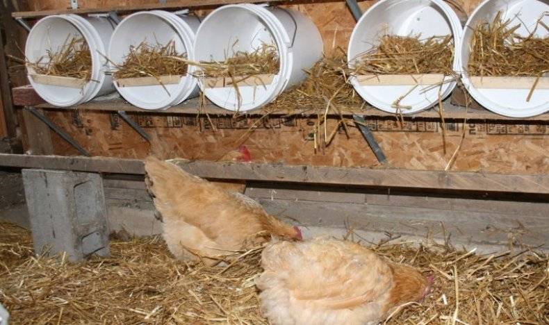 Comment isoler un poulailler pour l'hiver de vos propres mains: instructions et les oiseaux ont-ils peur du gel