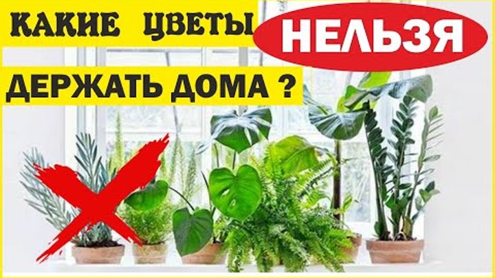 Est-il possible de garder des violettes à la maison: signes