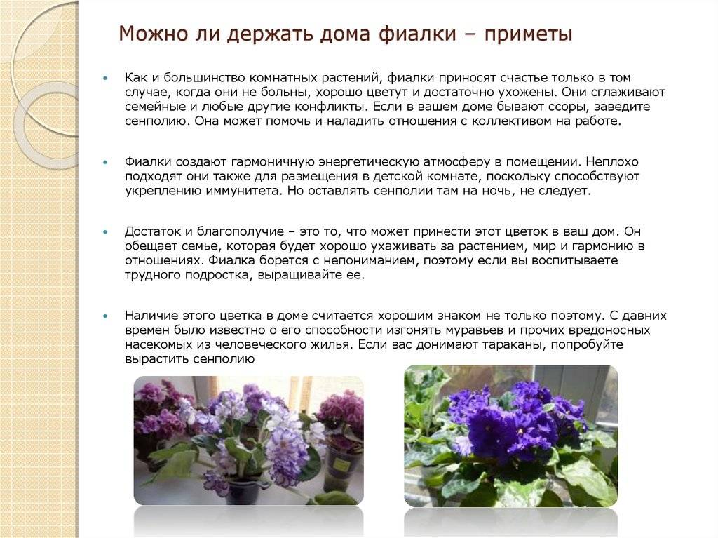 Signes sur les géraniums dans la maison, la culture et les soins