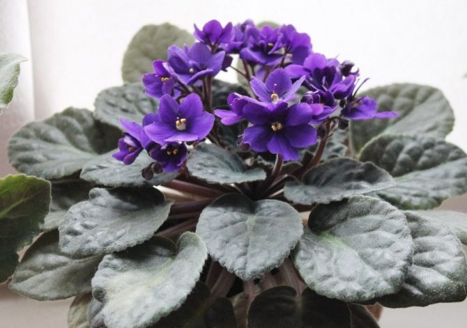 Est-il possible de garder des violettes à la maison: avantages et inconvénients, tous les signes folkloriques