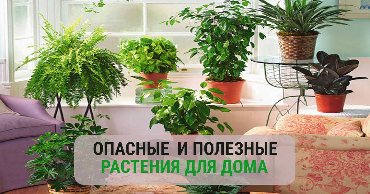 Pourquoi les violettes ne doivent pas être gardées à la maison : logique ou superstition ?