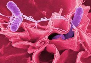 Pourquoi une propreté parfaite dans la maison peut entraîner la multiplication de micro-organismes dangereux