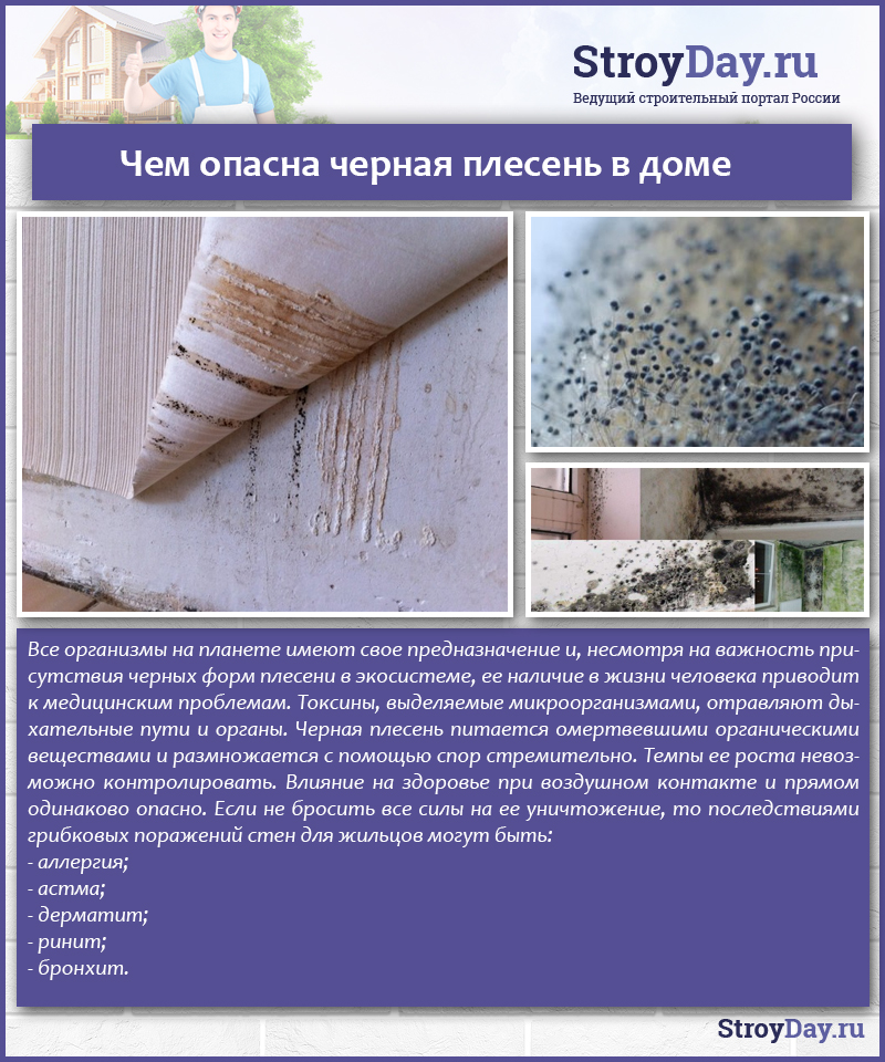 Champignon dans l'appartement : qu'est-ce qui est dangereux ? dommages et maladies dus à la moisissure sur les murs