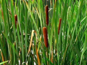 Pourquoi vous ne pouvez pas garder les roseaux à la maison : signes et bon sens