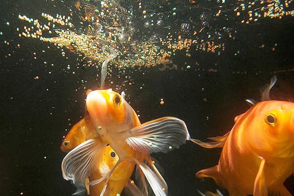 Pourquoi l'eau est-elle trouble dans le puits - causes et solutions