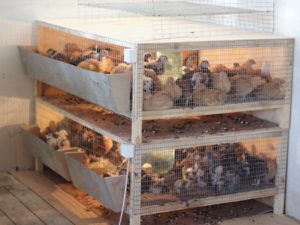 Appareils de chauffage pour chauffer les poulets dans les poulaillers